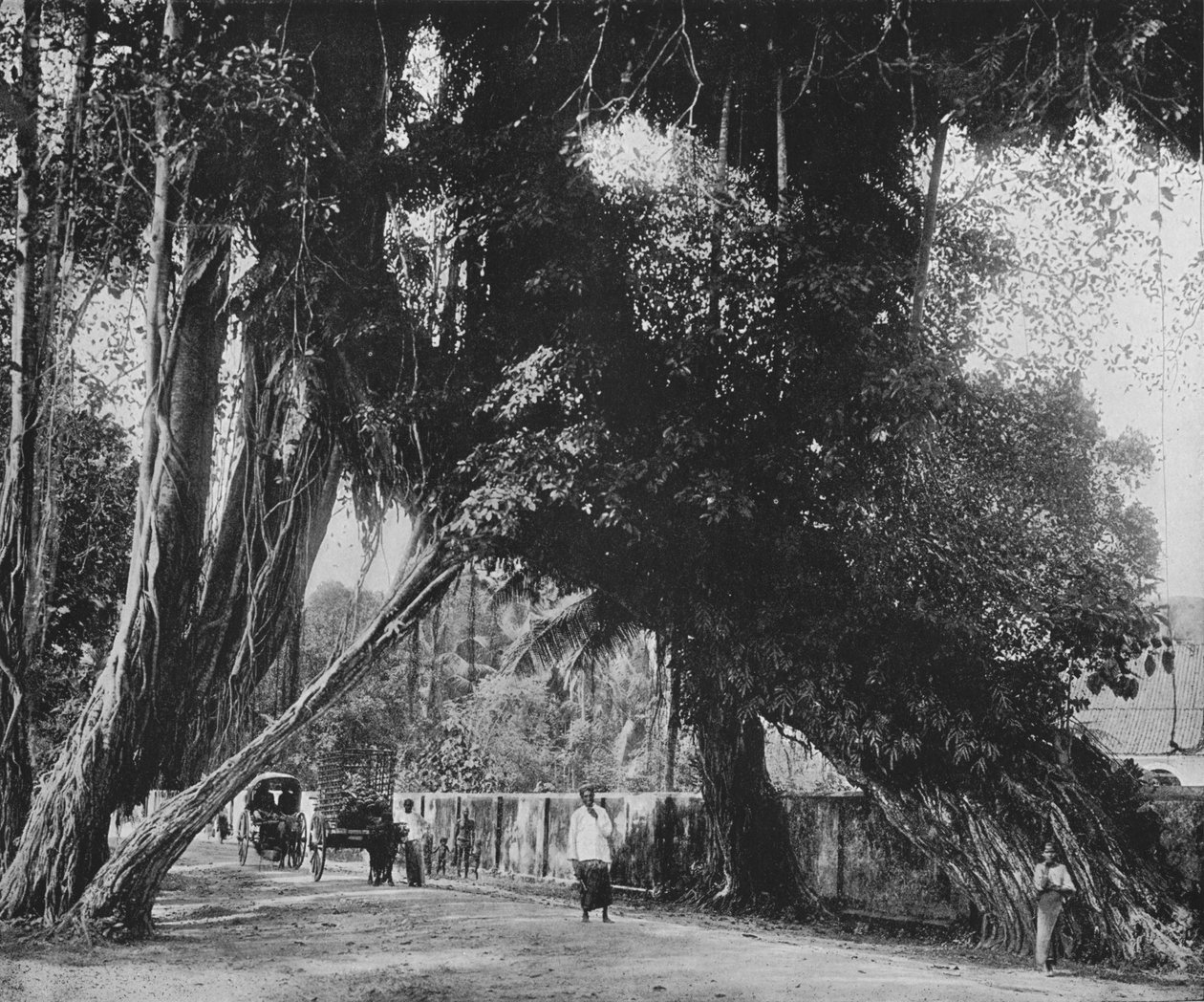 कलूटारा में बरगद का पेड़, c1890, 1910 द्वारा अल्फ्रेड विलियम अमैंडस प्लेट