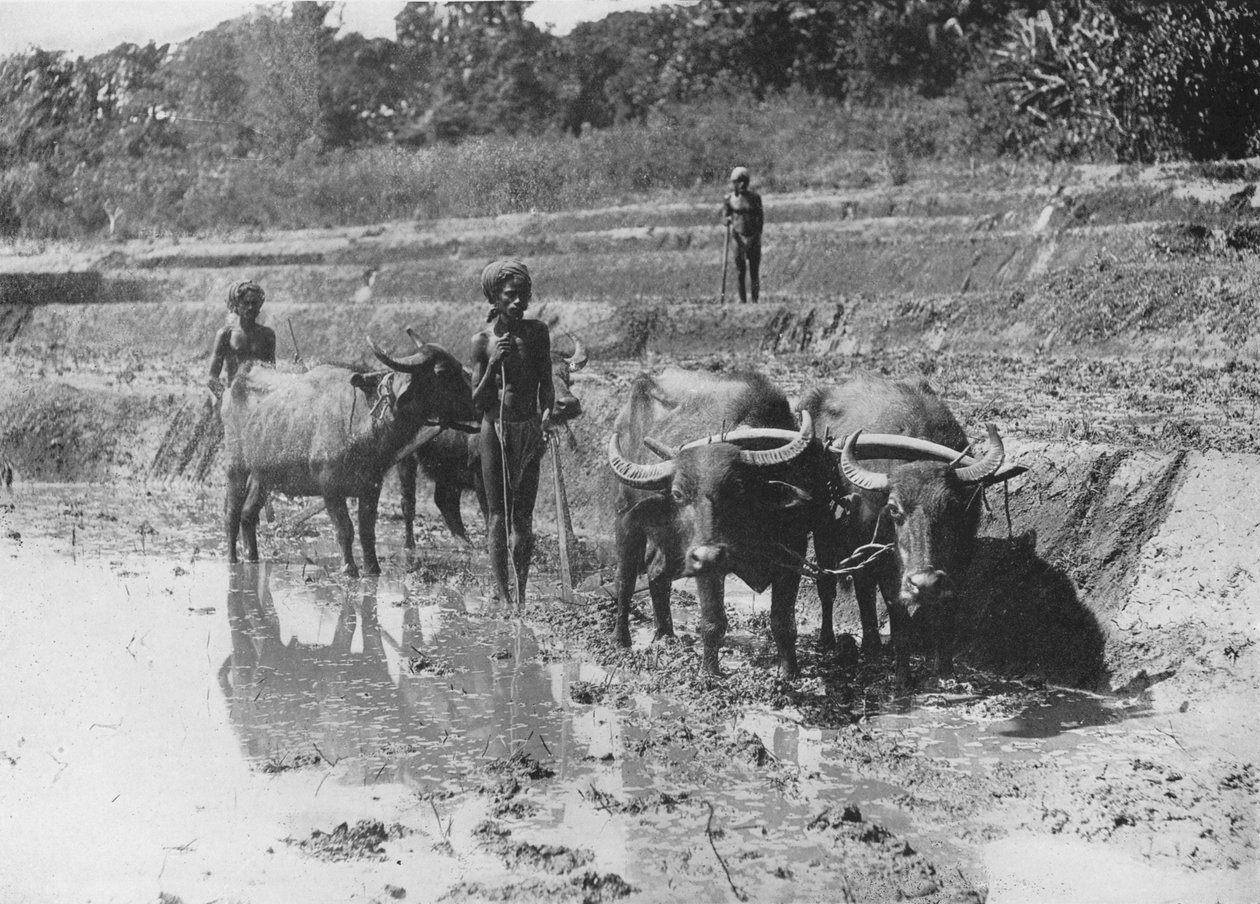 भैंस की जुताई धान की उपज, c1890, 1910 द्वारा अल्फ्रेड विलियम अमैंडस प्लेट
