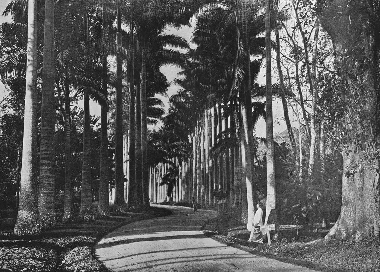 पेराडेनिया गार्डन में गोभी पाल्स, c1890, 1910 द्वारा अल्फ्रेड विलियम अमैंडस प्लेट