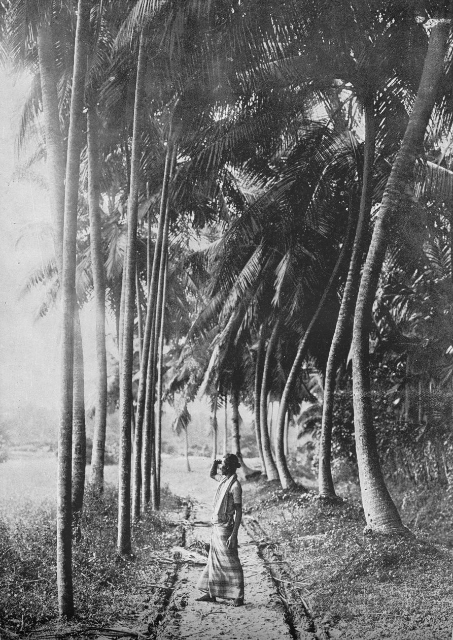 डॉन थ्रू द पल्म्स, c1890, 1910 द्वारा अल्फ्रेड विलियम अमैंडस प्लेट