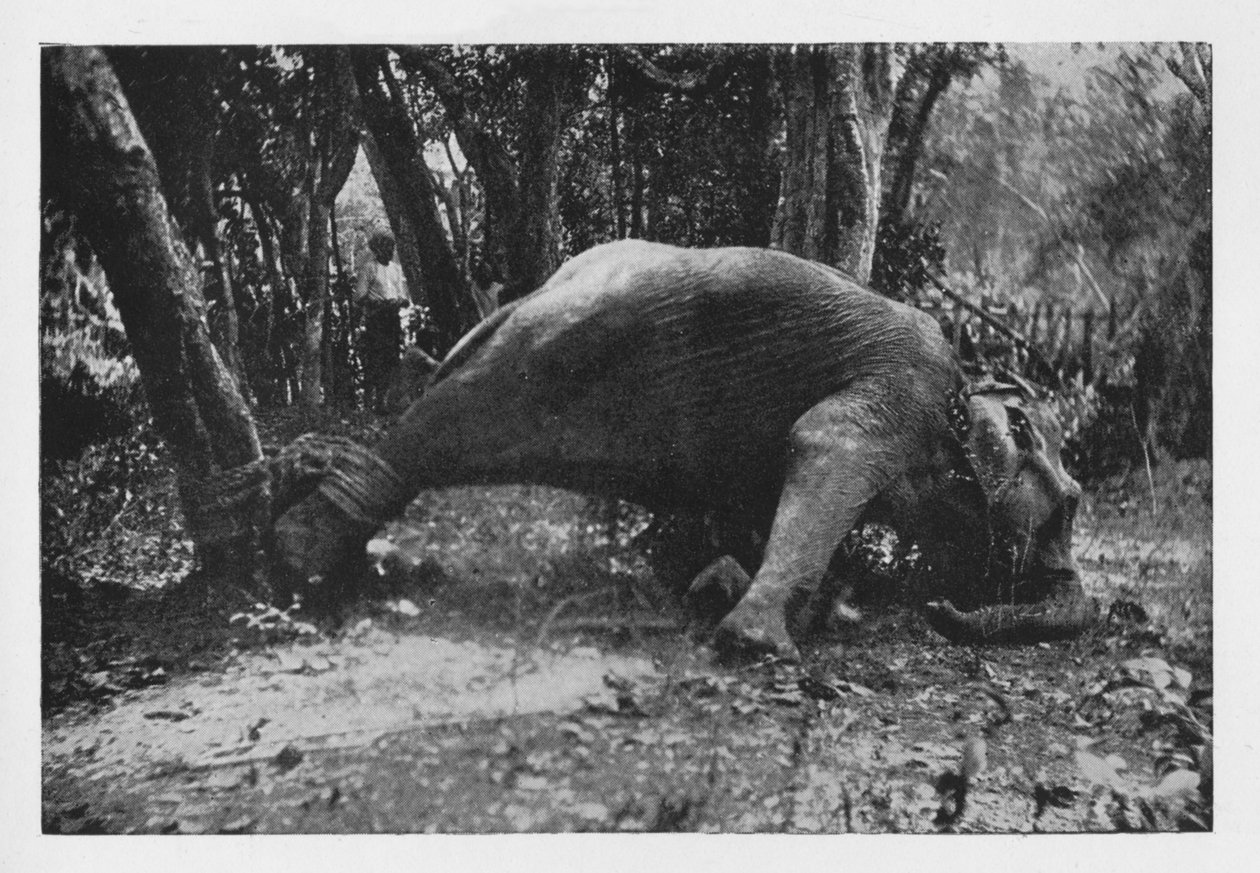 एलियन क्रॉलिंग इन सीलोन - Noosed, c1890, 1910 द्वारा अल्फ्रेड विलियम अमैंडस प्लेट
