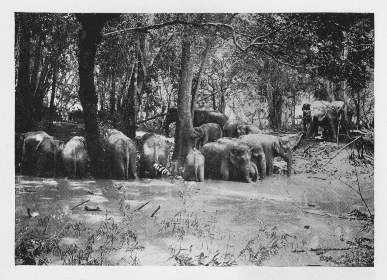 स्टॉकएड के अंदर वाटरहोल में सीलोन में हाथी क्रैलिंग, c1890, 1910 द्वारा अल्फ्रेड विलियम अमैंडस प्लेट