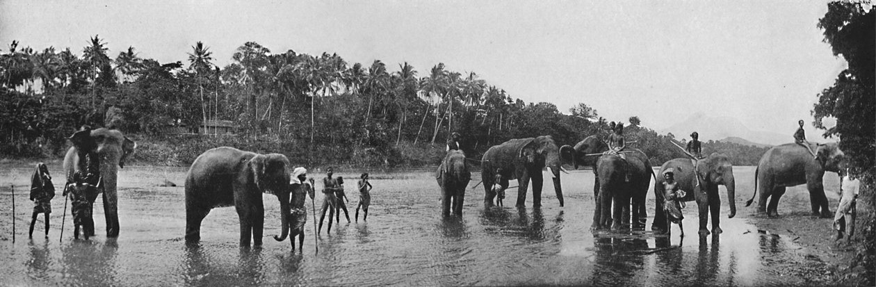 कैंडी। मंदिर के पवित्र हाथी स्नान, c1890, 1910 द्वारा अल्फ्रेड विलियम अमैंडस प्लेट