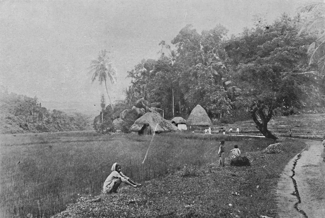 गम्पोला के पास धान का खेत, c1890, 1910 द्वारा अल्फ्रेड विलियम अमैंडस प्लेट