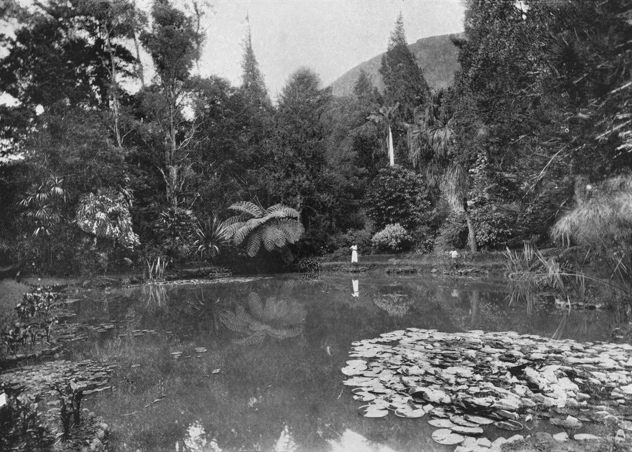 द लोटस पॉन्ड, हाक्गल्ला गार्डन, नुवारा एलिया, c1890, 1910 द्वारा अल्फ्रेड विलियम अमैंडस प्लेट