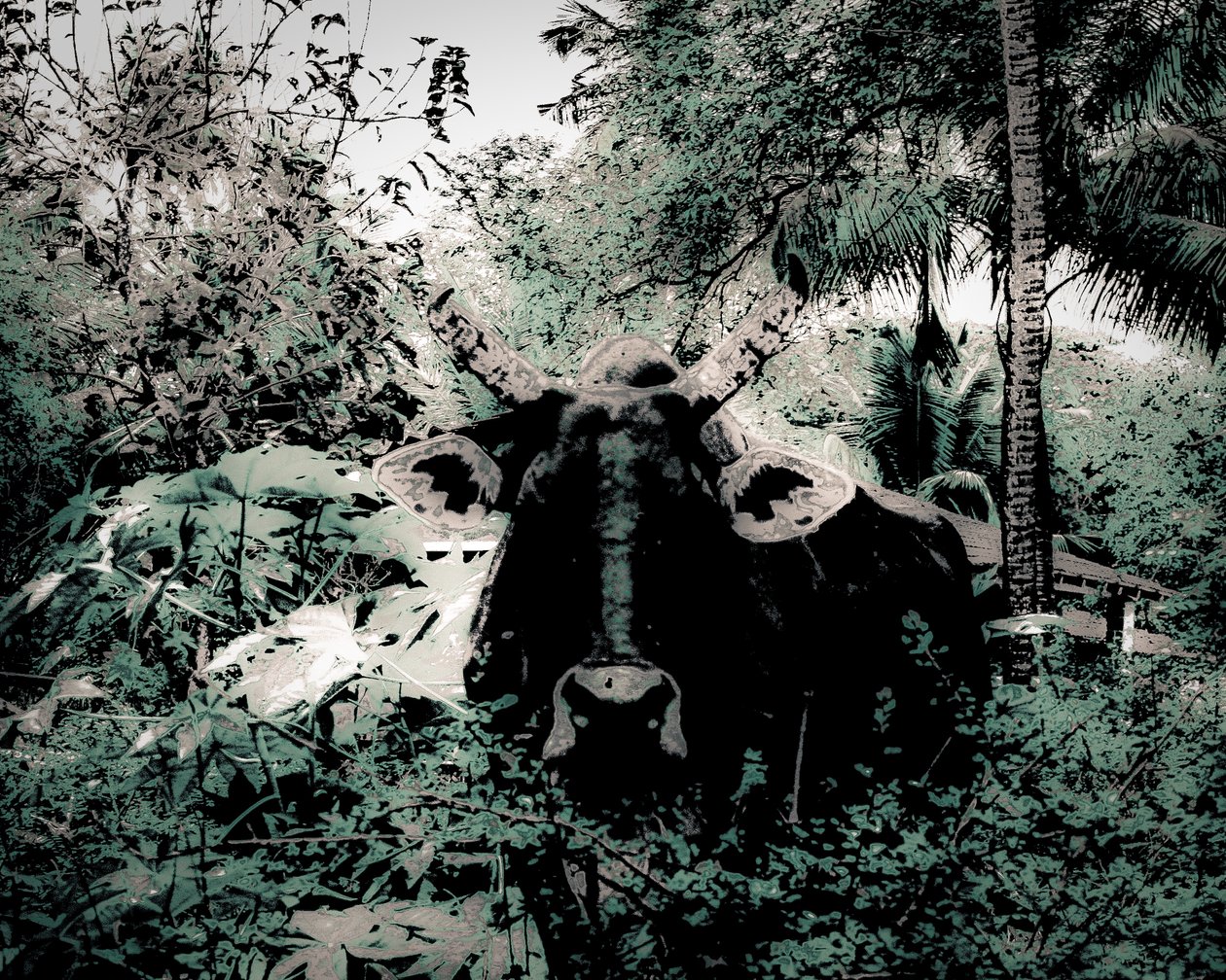  द्वारा ऐलिस गुर अरिया