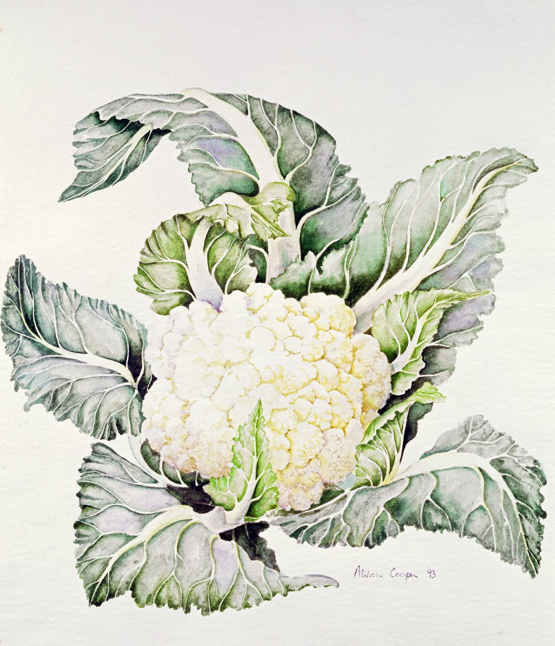 फूलगोभी अध्ययन, 1993 द्वारा एलिसन कूपर