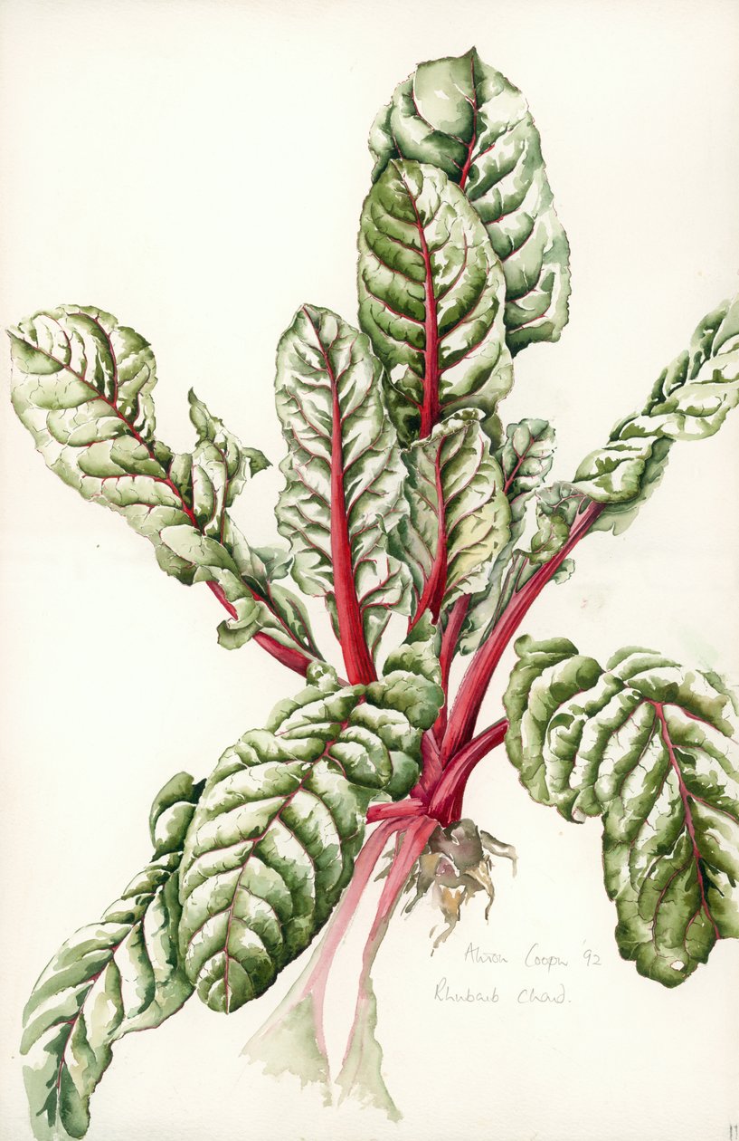 Rhubarb Chard, 1992 द्वारा एलिसन कूपर