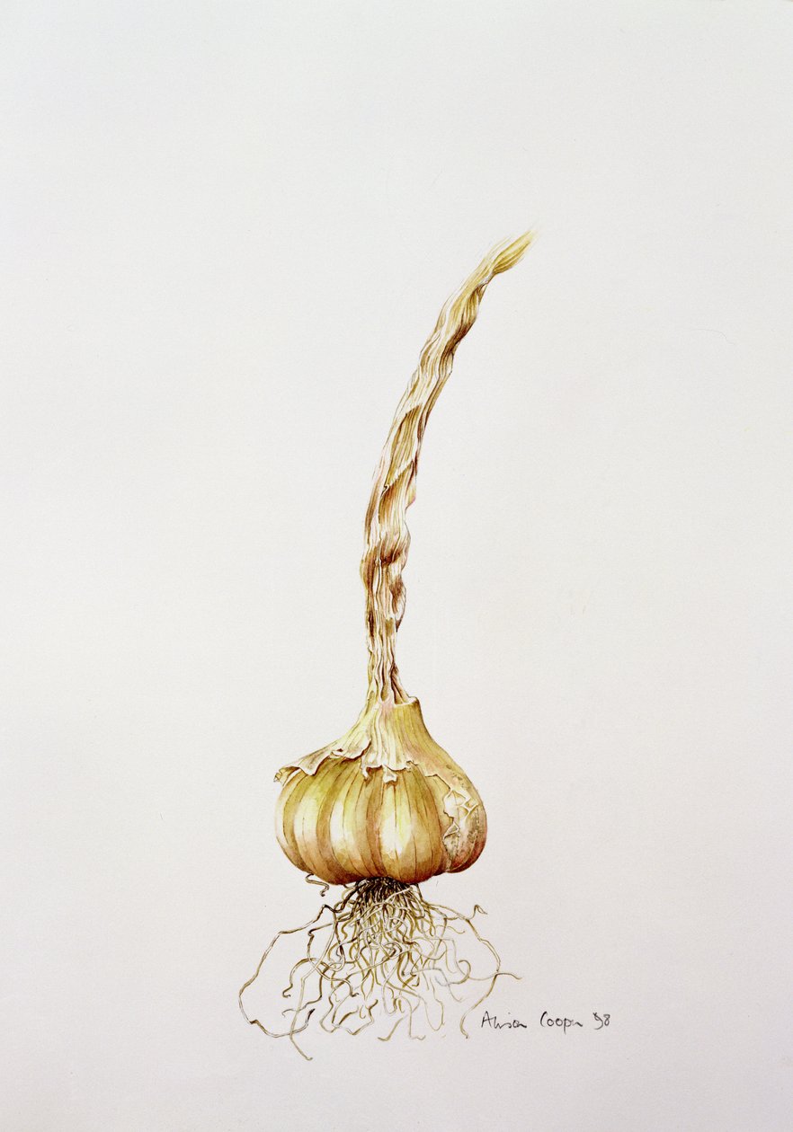 लहसुन, 1998 द्वारा एलिसन कूपर