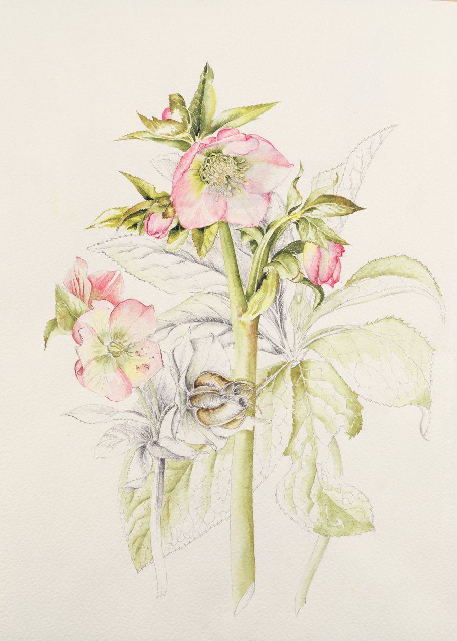 Hellebores द्वारा एलिसन कूपर
