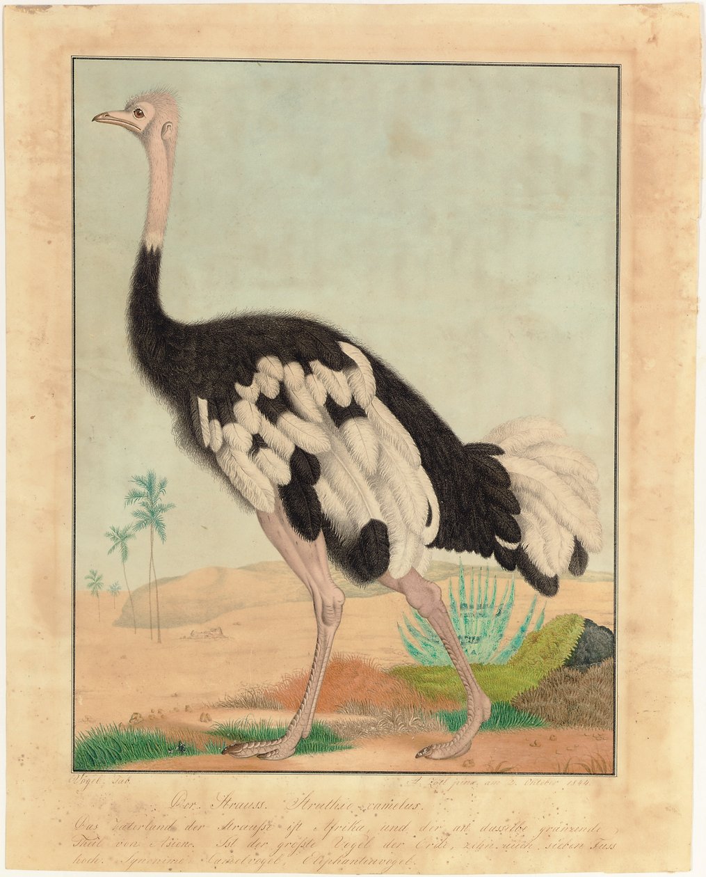  द्वारा एलॉयस ज़ोटल