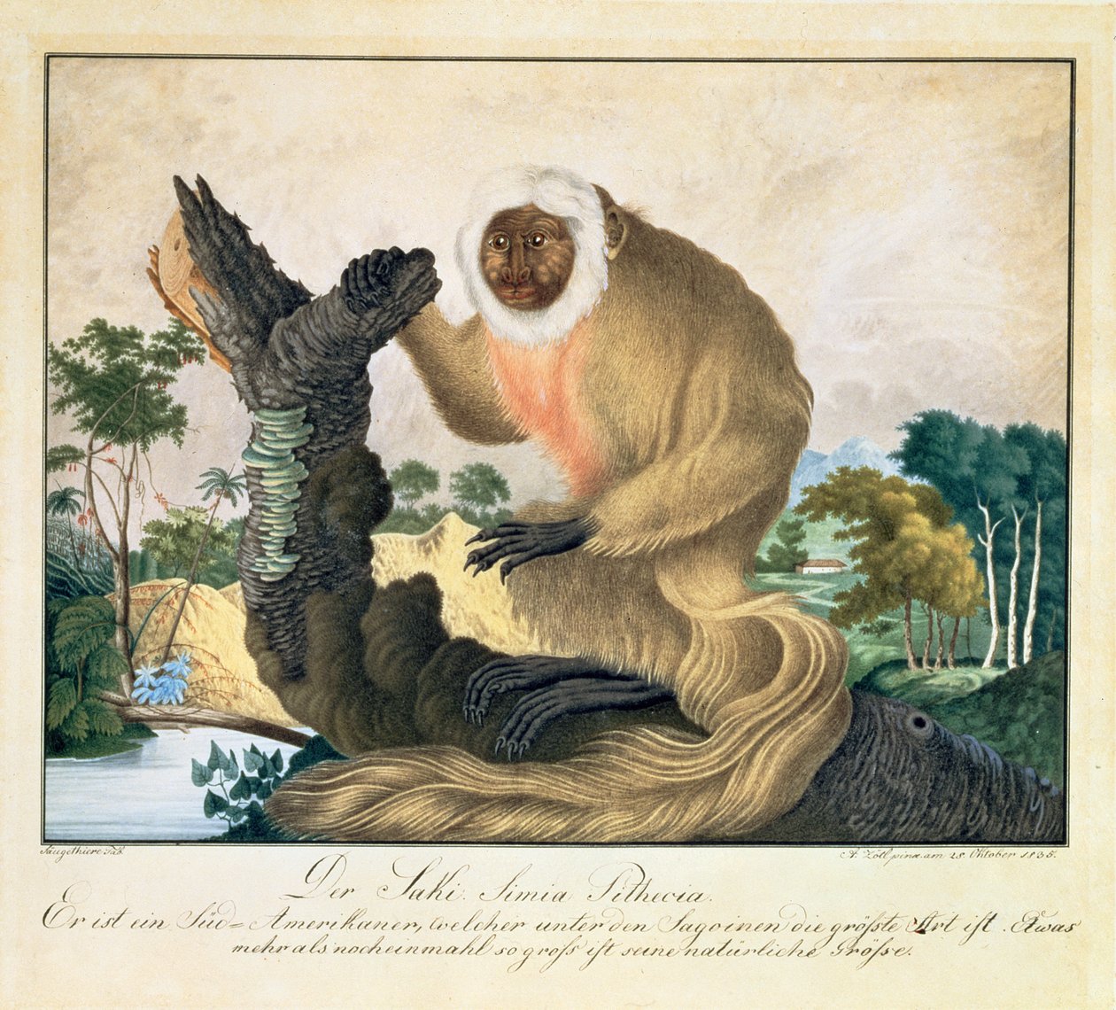 साकी बंदर, 1835 द्वारा एलॉयस ज़ोटल