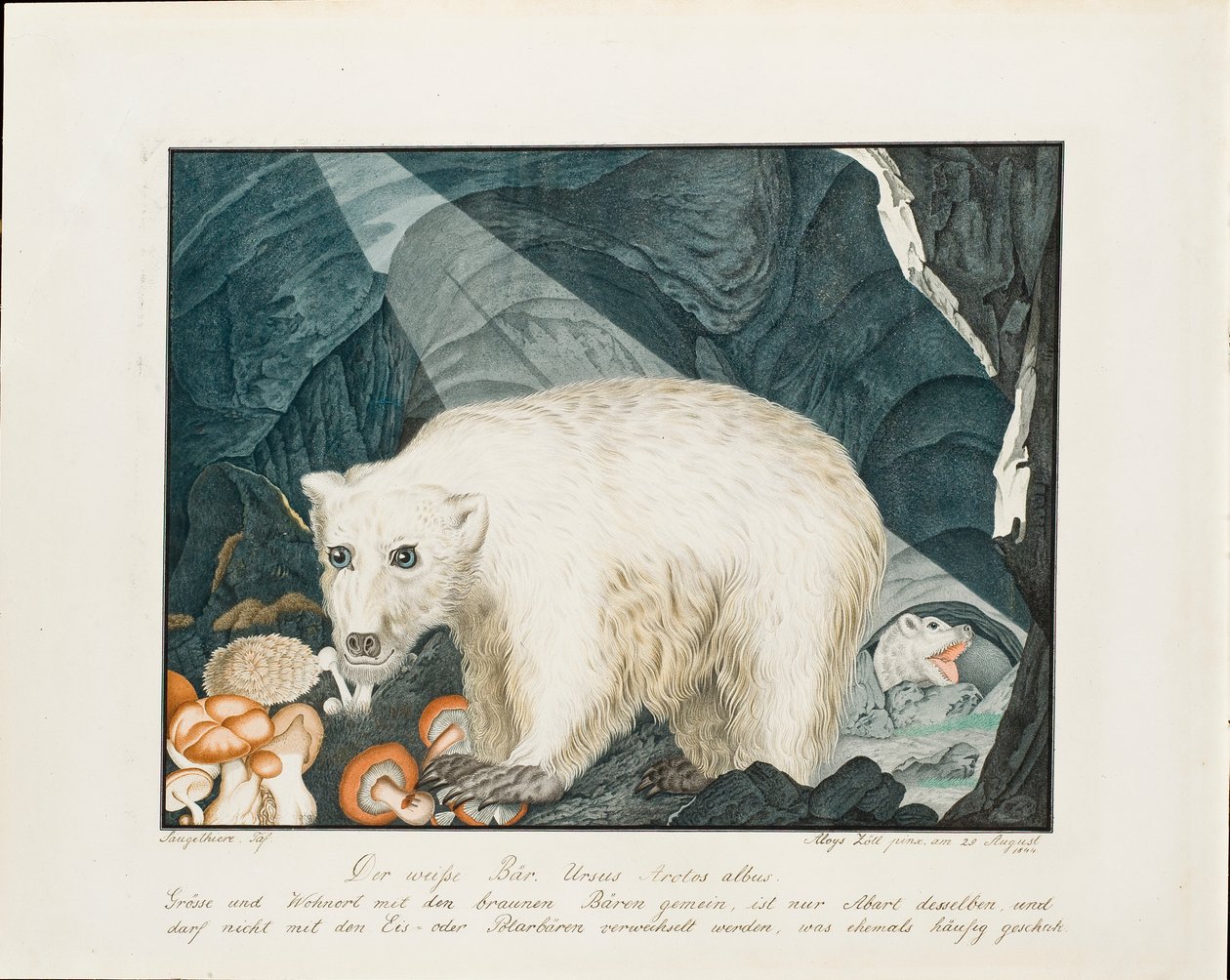द व्हाइट बियर, 1844 द्वारा एलॉयस ज़ोटल