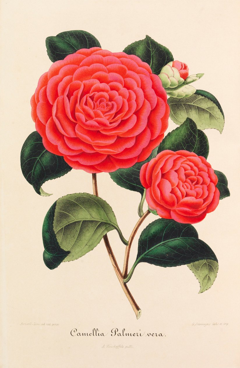 कैमेलियस की नई आइकनोग्राफी, 1850-1860। द्वारा एम्ब्रोज़ अलेक्जेंड्रे वर्शाफेल्ट