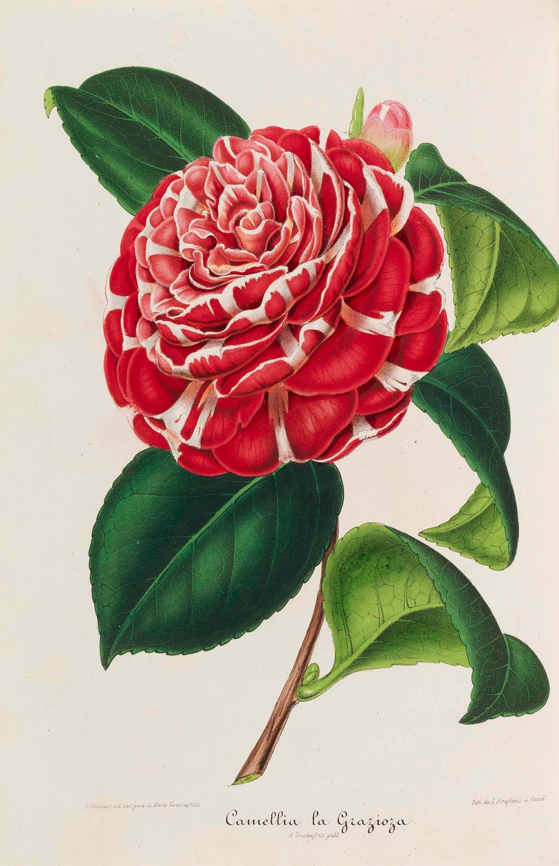 कैमेलियस की नई आइकनोग्राफी, 1850-1860। द्वारा एम्ब्रोज़ अलेक्जेंड्रे वर्शाफेल्ट