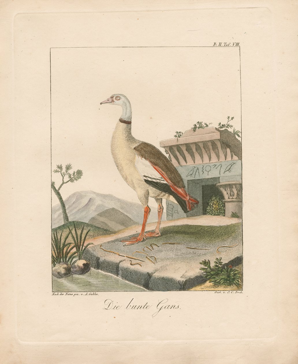  द्वारा एम्ब्रोसियस गेबलर