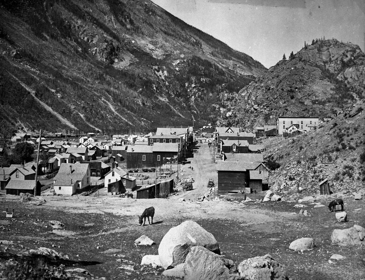 सिल्वर प्लम - 5 नवंबर, 1884 से पहले, c.1880-84 द्वारा अमेरिकी फोटोग्राफर