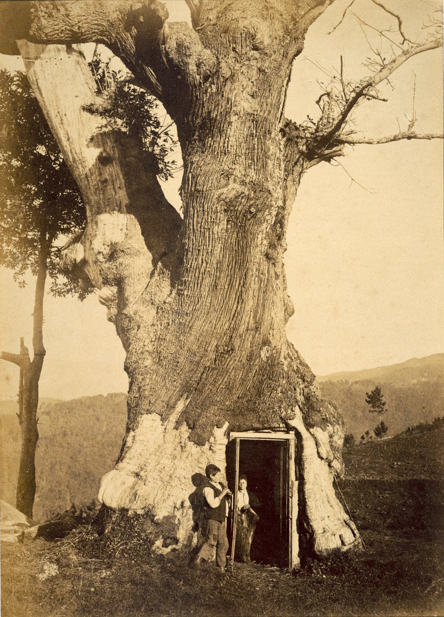 उनके पेड़ के दरवाजे पर दो लड़के, c.1870-80 द्वारा अमेरिकी फोटोग्राफर