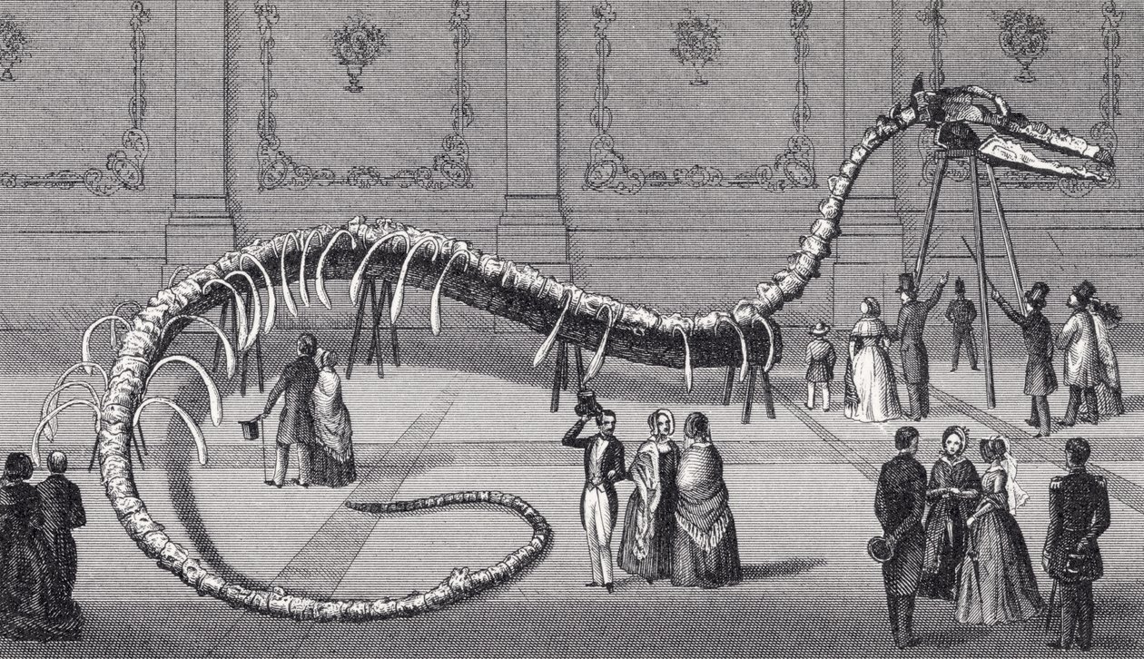 फेक सी सर्प के 114 फुट लंबे कंकाल &39;हाइड्रार्कोस हरलानी&39;, c.1845 द्वारा अमेरिकी स्कूल