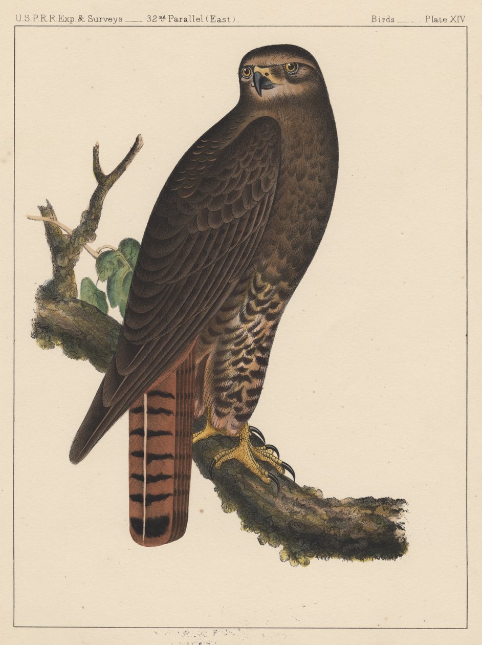 पक्षी, प्लेट XIV, 1855 द्वारा अमेरिकी स्कूल