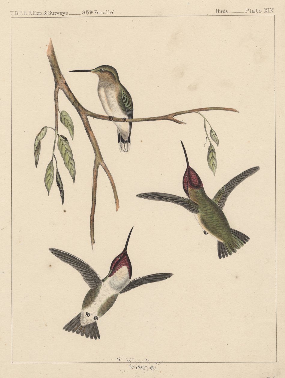 पक्षी, प्लेट XIX, 1855 द्वारा अमेरिकी स्कूल