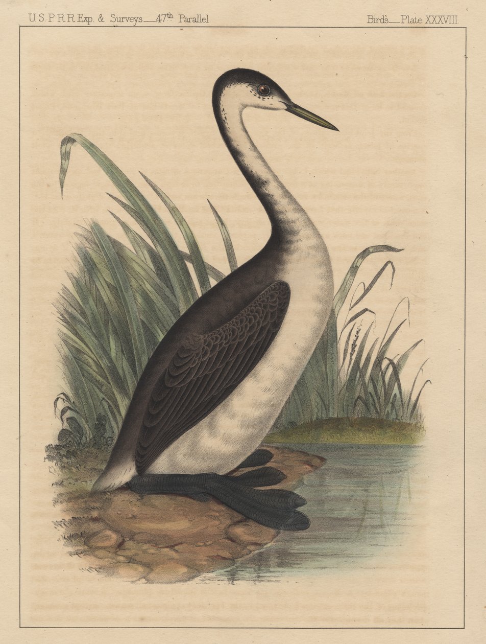पक्षी, प्लेट XXXVIII, 1855 द्वारा अमेरिकी स्कूल