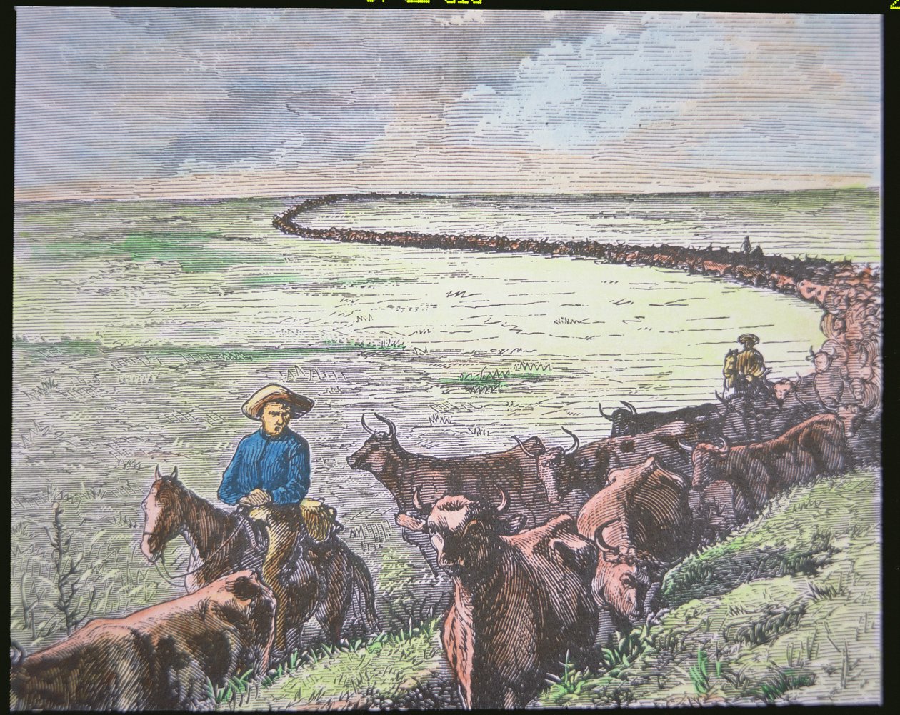 लॉन्गहॉर्न मवेशी टेक्सास से एबिलीन, कंसास तक ड्राइव करते हैं, c.1870s (कलर लिथो) द्वारा अमेरिकी स्कूल