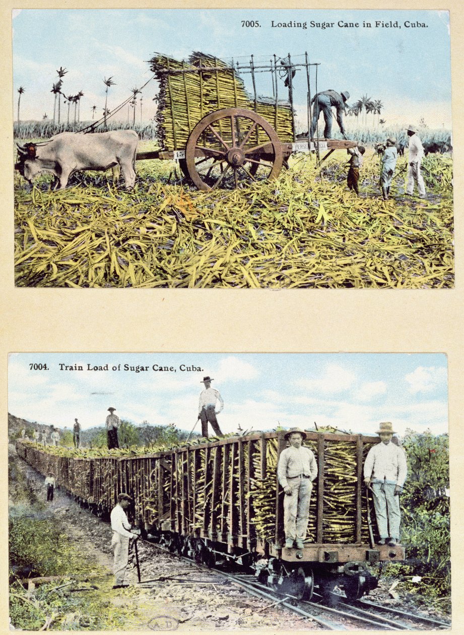 क्यूबा में गन्ना बागानों को दर्शाते पोस्टकार्ड, c.1910 द्वारा अमेरिकी स्कूल
