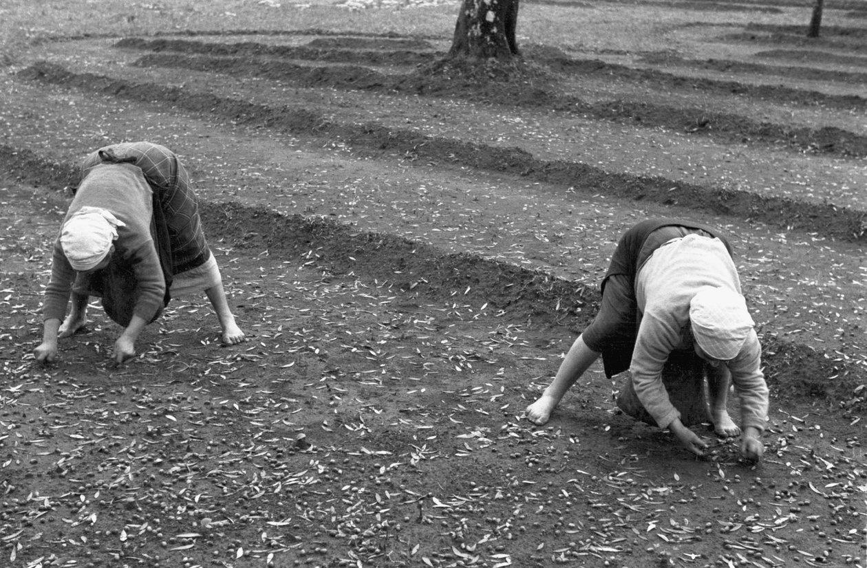  द्वारा 