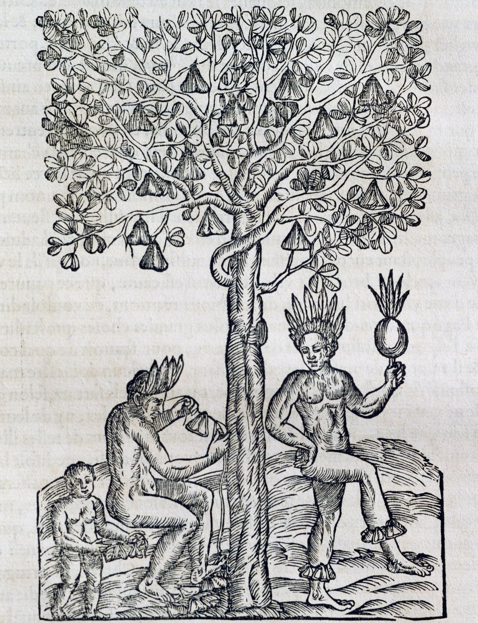 नाना फल, उष्णकटिबंधीय औषधीय पौधा, आंद्रे थेवेट (1504-1592), पेरिस द्वारा यूनिवर्सल कॉस्मोलॉजी से उत्कीर्णन द्वारा आंद्रे तिवेट