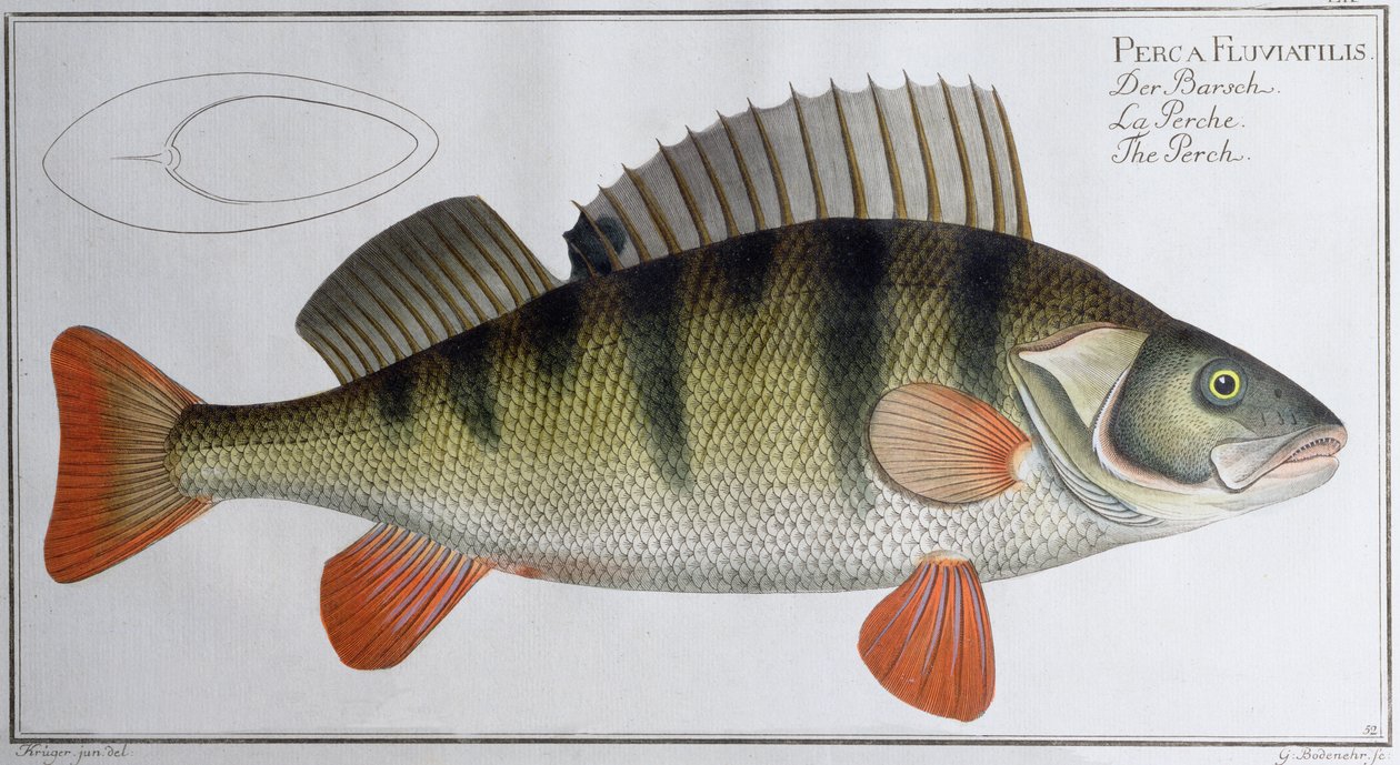 पर्च: ब्लैक द्वारा प्रकाशित, c.1790 (प्रिंट) द्वारा एंड्रयू लुडविग क्रूगर