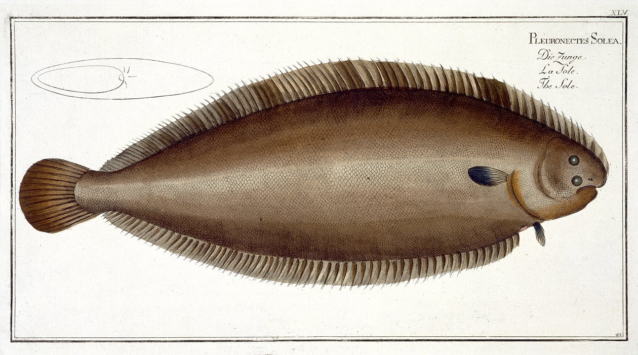 मार्कस एलिसेर बलोच (1723-99) द्वारा मार्किट एलिसर बलोच (1773-1766) द्वारा उत्कीर्ण &39;इचथोलॉजी, या सामान्य प्राकृतिक इतिहास और पार्टिकुलारे मछली&39; से डोवर सोल (सोला सोला) फ्लैट एक्सएलवी, प्रकाशित द्वारा एंड्रयू लुडविग क्रूगर