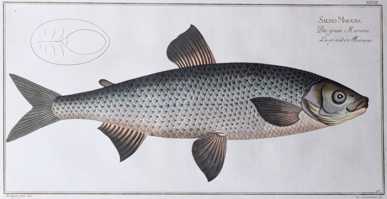 सामन: पब। काले द्वारा, c.1790 (प्रिंट) द्वारा एंड्रयू लुडविग क्रूगर