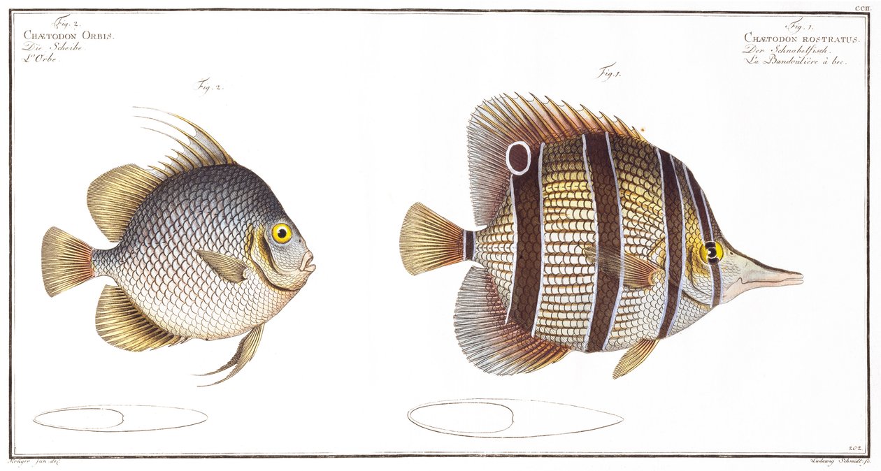 ओर्ब मछली: और बिल्ड मछली, ब्लैक द्वारा प्रकाशित, c.1790 (प्रिंट) द्वारा एंड्रयू लुडविग क्रूगर