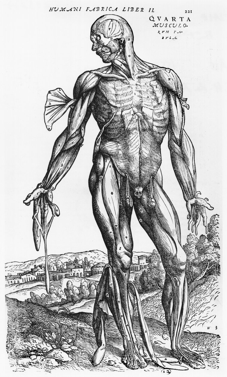 शारीरिक अध्ययन, "मानव शरीर डिवाइस" से Andreas Vesalius (1514-1564), बेसल, 1543 से द्वारा एंड्रयू वेसालियस