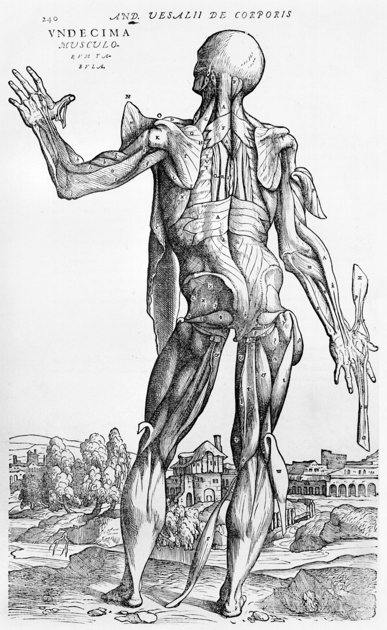 शारीरिक अध्ययन, "मानव शरीर डिवाइस" से Andreas Vesalius (1514-1564), बेसल, 1543 से द्वारा एंड्रयू वेसालियस