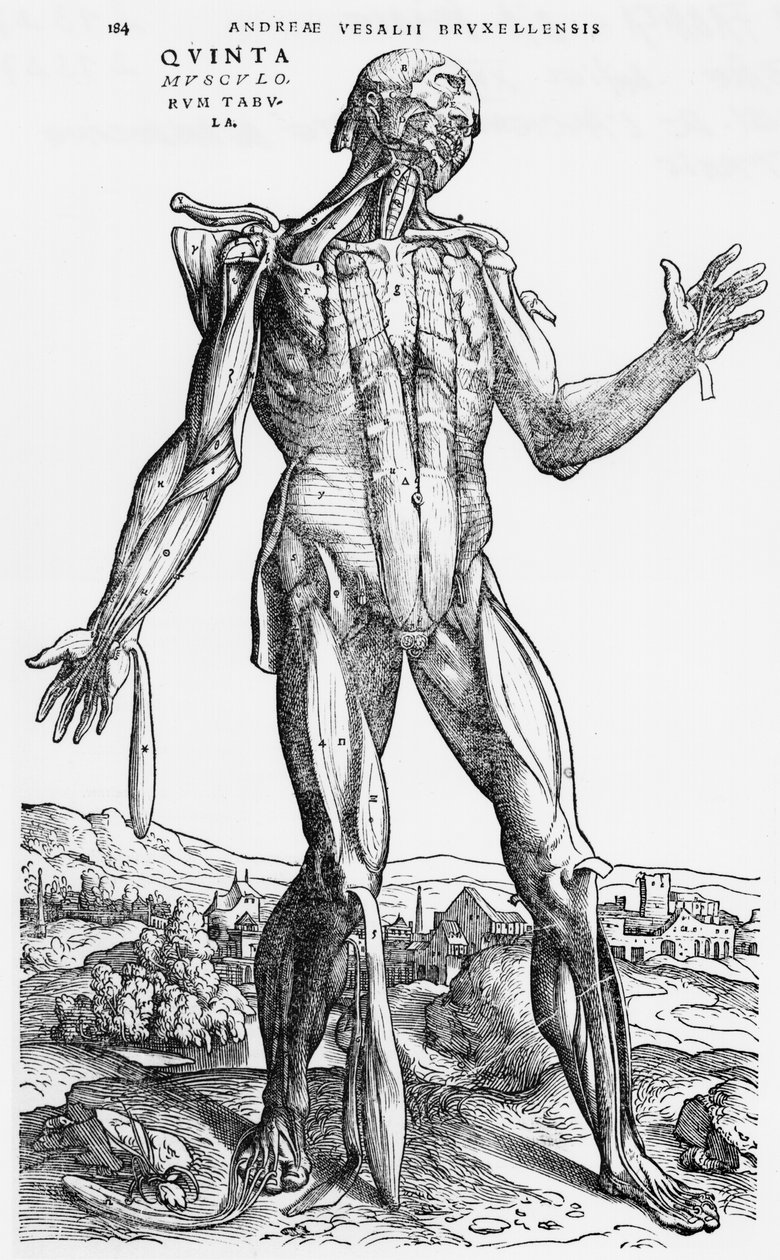 शारीरिक अध्ययन, "मानव शरीर डिवाइस" से Andreas Vesalius (1514-1564), बेसल, 1543 से द्वारा एंड्रयू वेसालियस