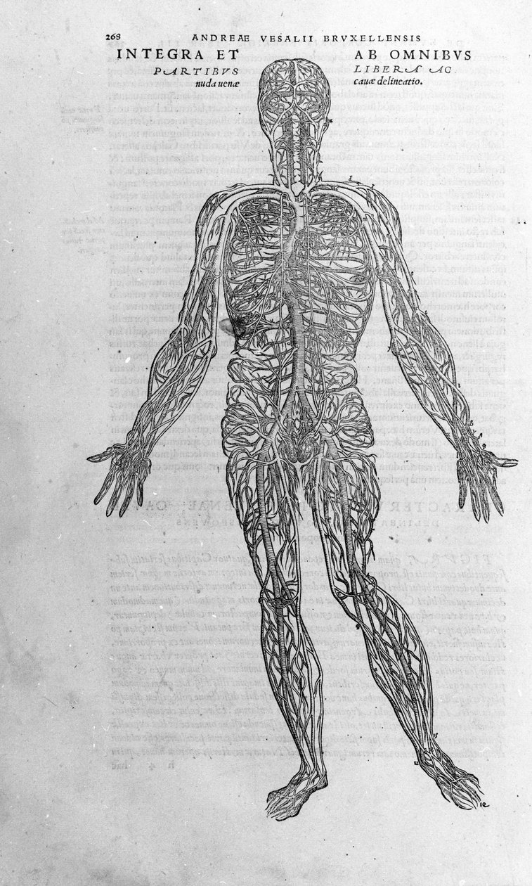 वेसालियस (1514 - 1564), चार्ल्स वी के डॉक्टर "मानव शरीर सात", बेसल 1543। द्वारा एंड्रयू वेसालियस