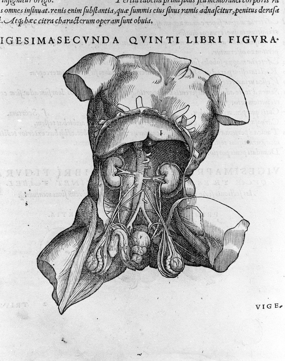 वेसालियस (1514 - 1564), चार्ल्स वी के डॉक्टर "मानव शरीर सात", बेसल 1543। द्वारा एंड्रयू वेसालियस