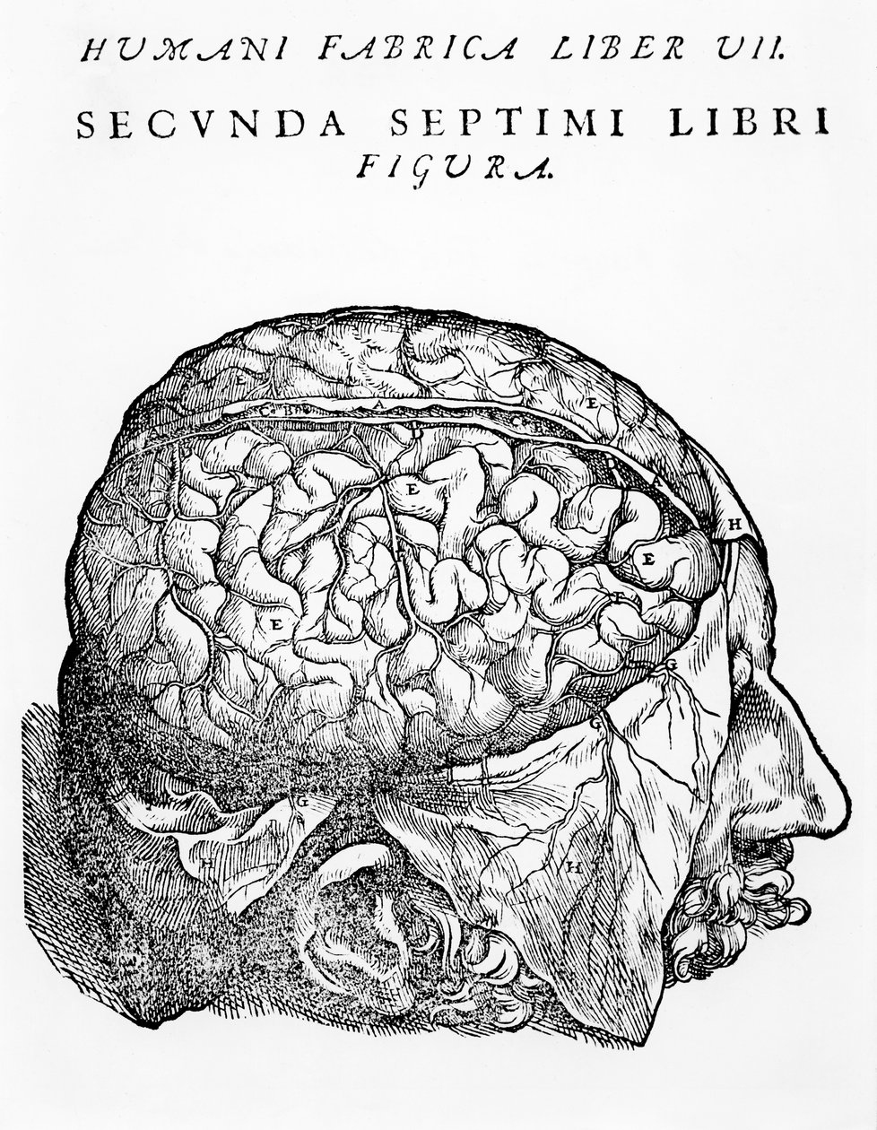 मस्तिष्क, चित्रण, "मानव शरीर डिवाइस पता पुस्तिका," Andreas Vesalius, बेसल में, 1543 में प्रकाशित द्वारा द्वारा एंड्रयू वेसालियस