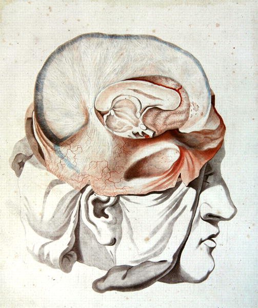 फेलिक्स विक डी'अज़ीर (1748-94) 1786 (रंगीन उत्कीर्णन) द्वारा 'ट्रेइट डी'एनाटोमी डी सेरव्यू' से खोपड़ी द्वारा एंजेलिक (fl। 1796 d.1827) Allais