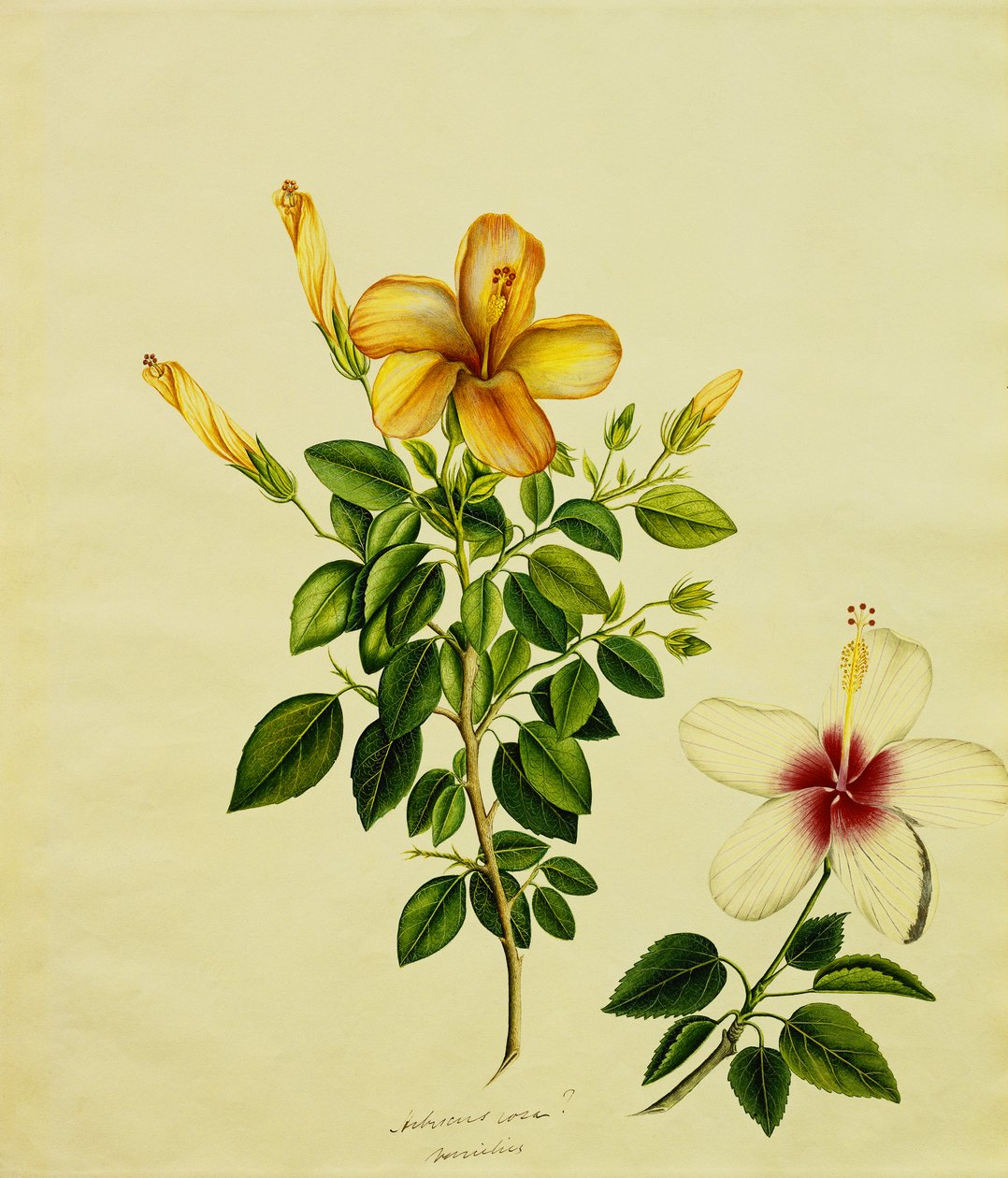 हिबिस्की, एक मुसब्बर, और अन्य का अध्ययन, c.1840 द्वारा एंग्लो इंडियन स्कूल