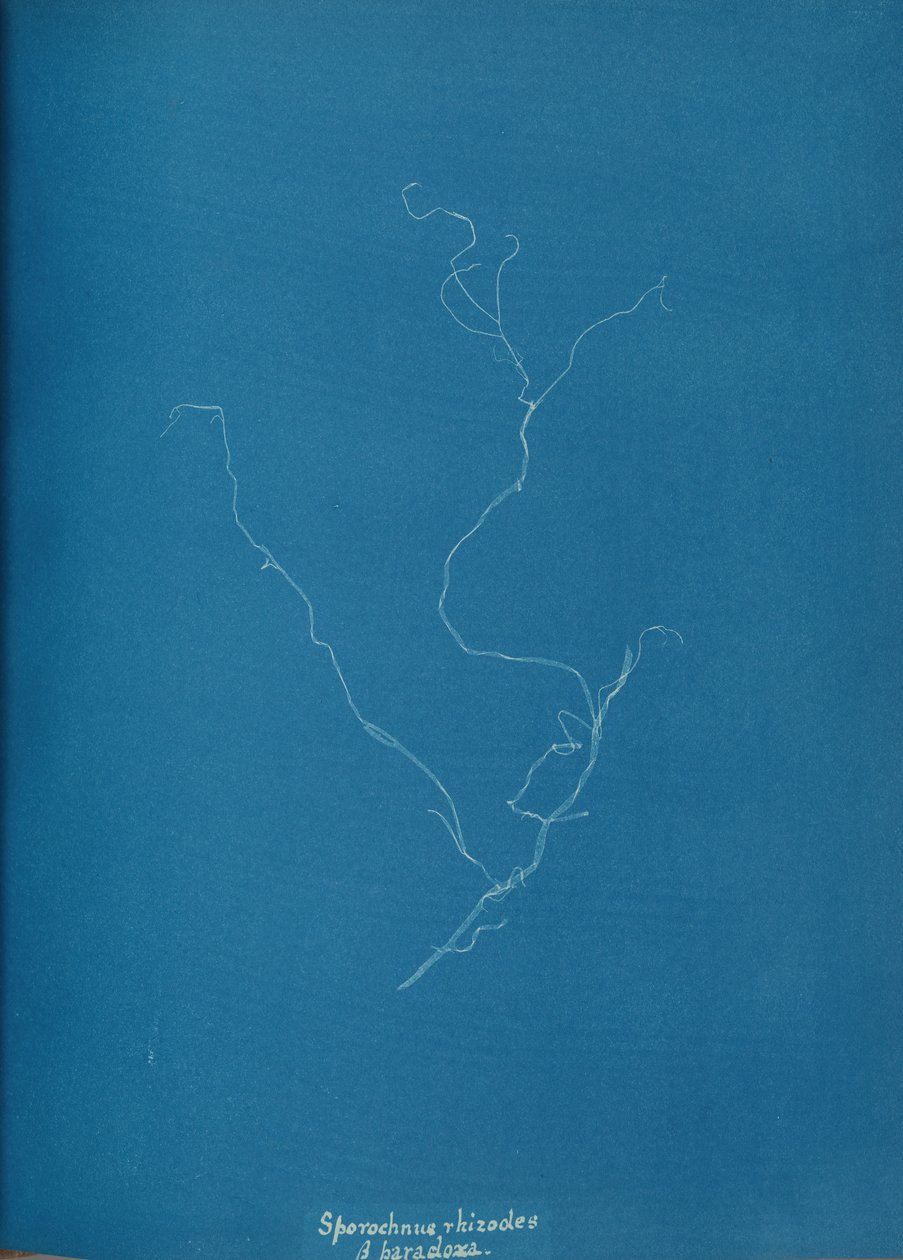 स्पोरोचनियस राइजोड्स ß पैराक्लोक्सा, सीए। 1853. द्वारा अन्ना एटकिंस