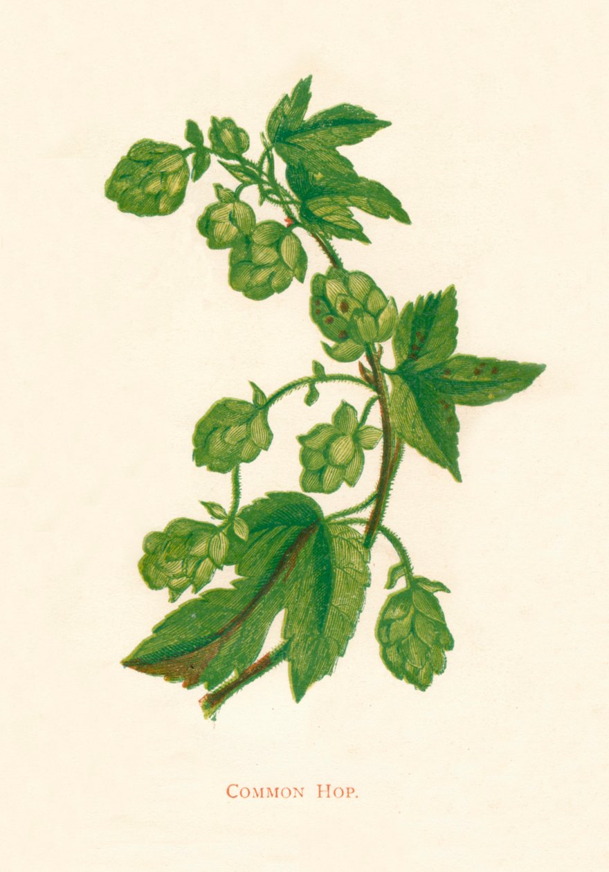 कॉमन होप, c1891, 1891 द्वारा ऐनी प्रैट