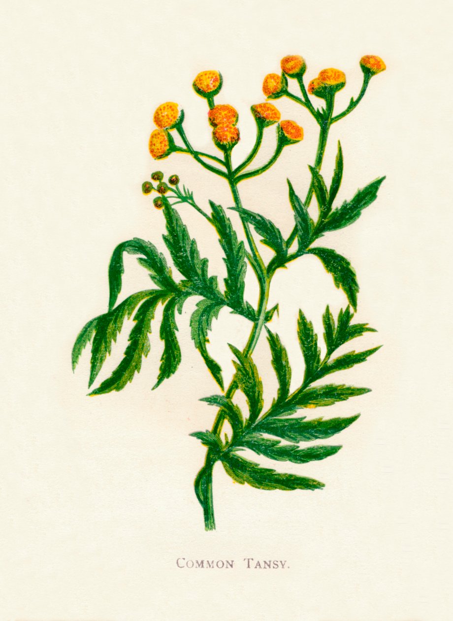 कॉमन टैन्सी, c1891, 1891 द्वारा ऐनी प्रैट