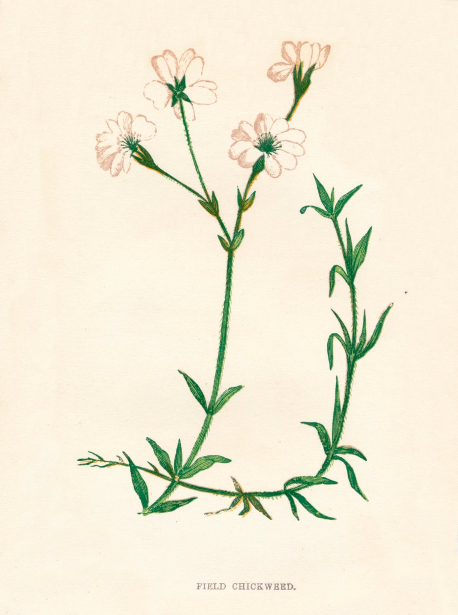 फील्ड चिकवेड, सी 1891, 1891 द्वारा ऐनी प्रैट