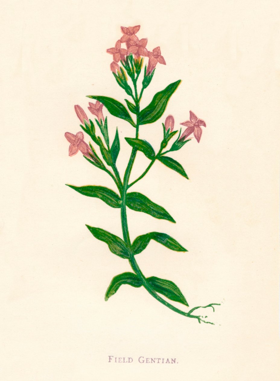 फील्ड जेंटियन, सी 1891, 1891 द्वारा ऐनी प्रैट