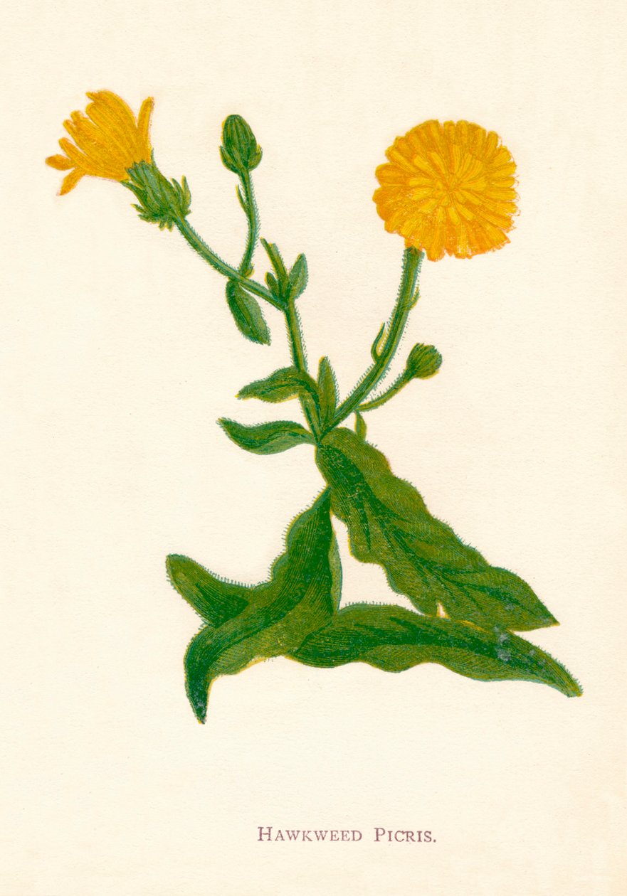 हॉकवीड पिक्रिस, c1891, 1891 द्वारा ऐनी प्रैट