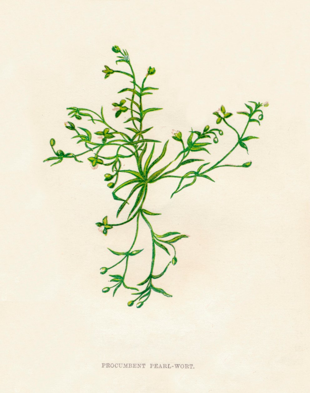 प्रोकम्बेंट पर्ल-वोर्ट, c1891, 1891 द्वारा ऐनी प्रैट