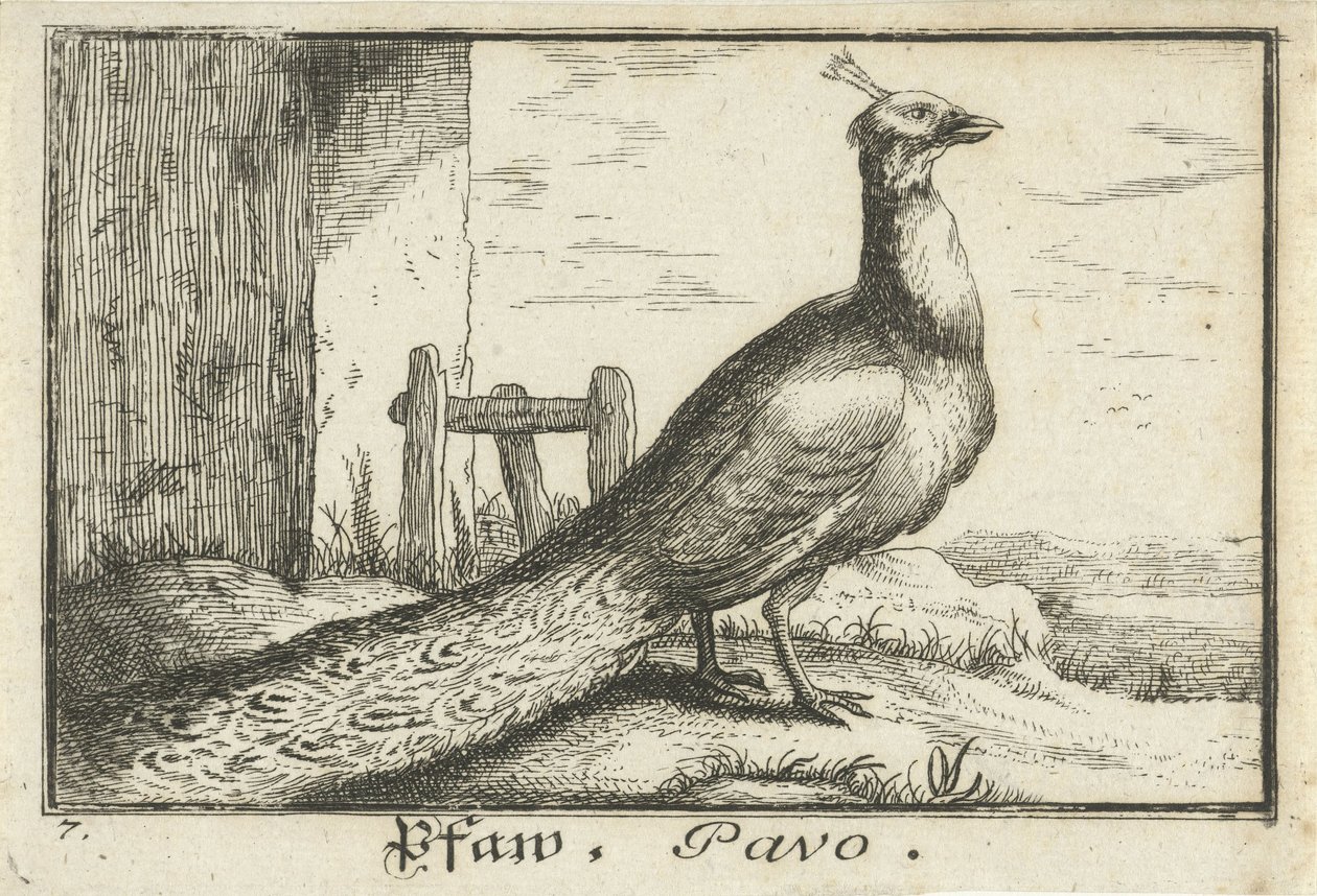 मोर के साथ परिदृश्य Pfaw, Pavo (वस्तु पर शीर्षक) द्वारा गुमनाम
